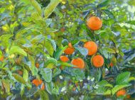 Картина-постер: Апельсины