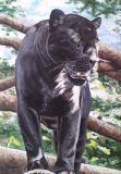 El jaguar