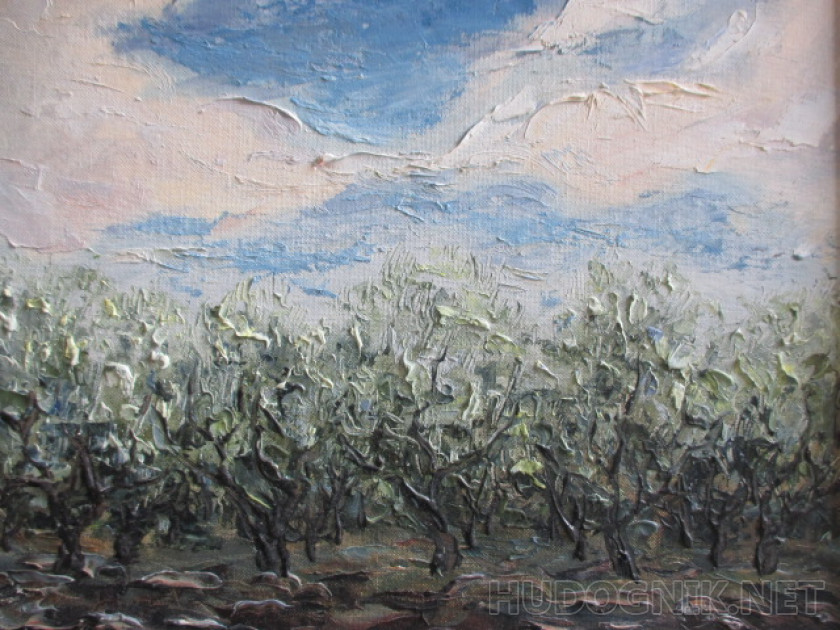 Olive grove after a rain.