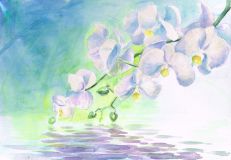 Белые орхидеи над водой