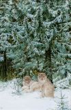 Family lynx
