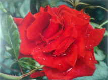Portrait of a Scarlet rose