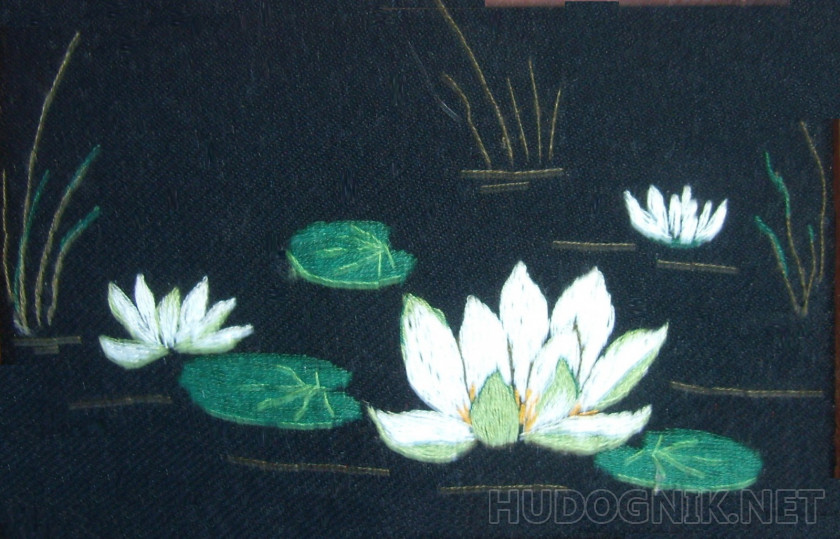 Miniature Water Lilies