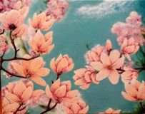 magnolii_v_sadu