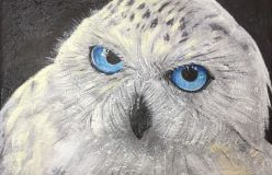 blue-eyed owl