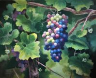 ripening grapes