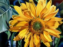 Bright sunflower