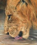 Lioness at the waterhole