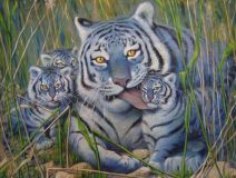 Blue tigers in the reeds