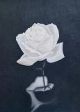 Белоснежная роза