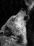 Howl of a wolf