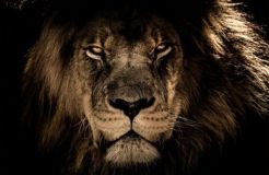 Величественный лев