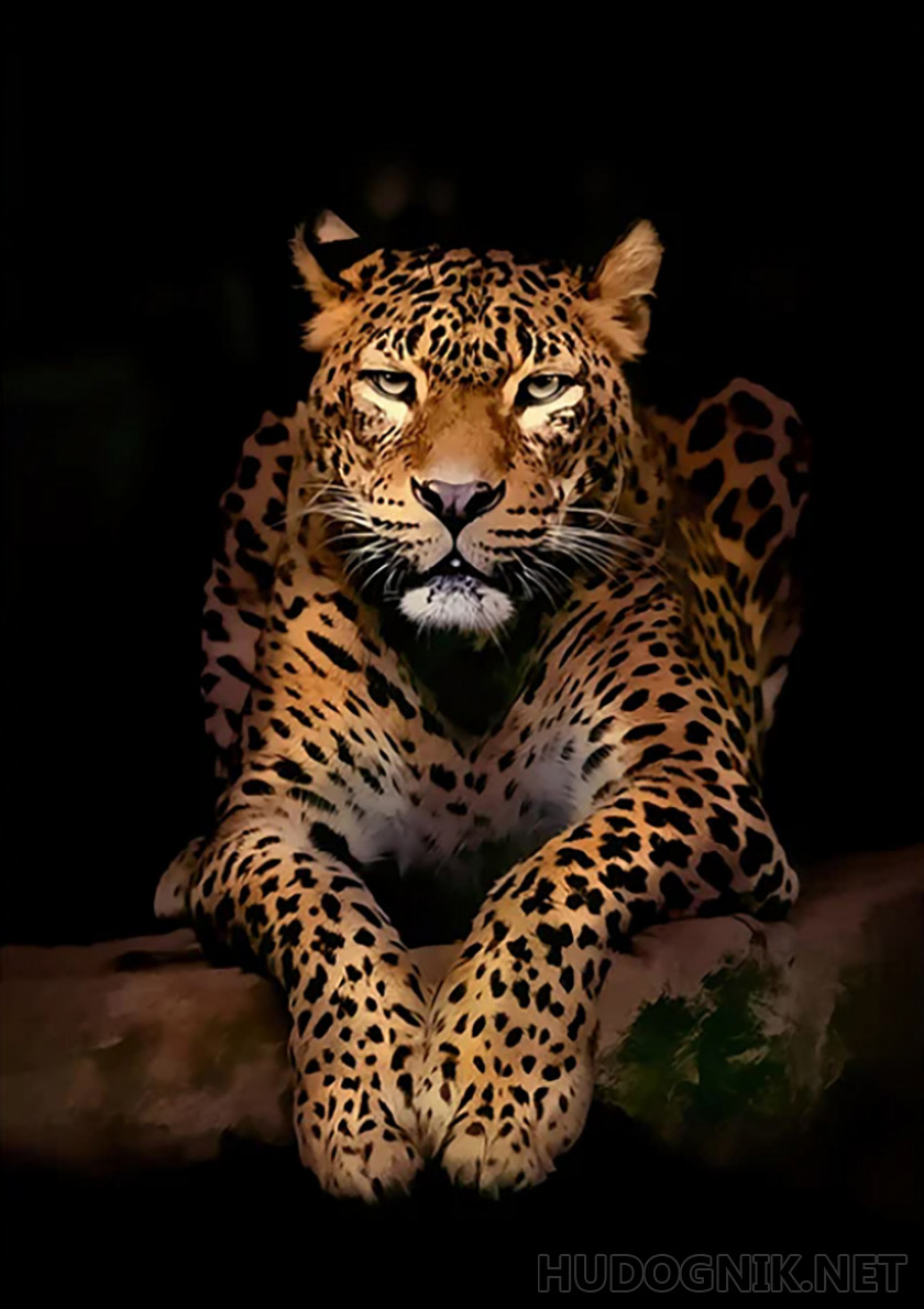 Graceful leopard
