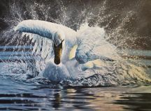 cisne blanco