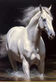 Snow -white horse