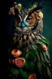 Owl in roses