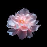 Picture pink peony