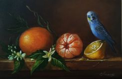 Still life with a budgie