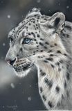 Leopardo de las Nieves