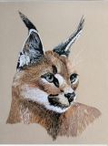 Caracal