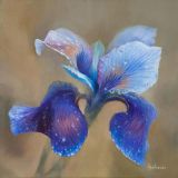 Iris Flower After Rain #4