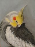 Portrait of a feathered friend