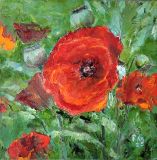 red poppy