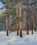 Sunny evening in the winter forest