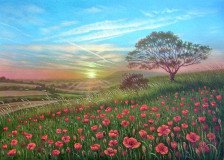 Poppy field at sunset.