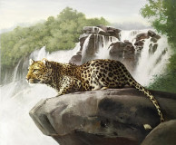 Leopard Wild Beauty