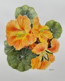 Capuchina