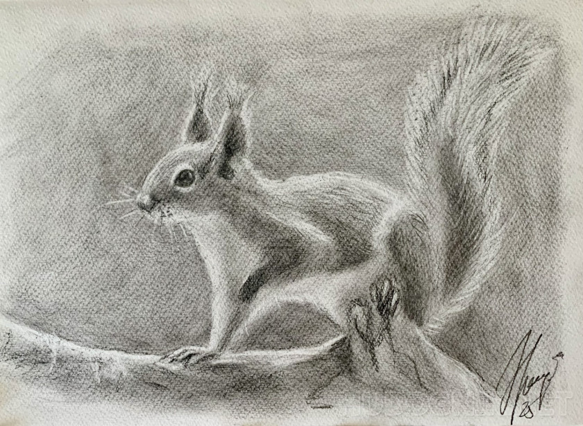 The squirrel has arrived