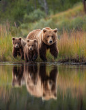 family depth