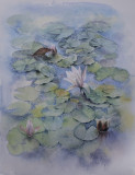 Pond with water lilies