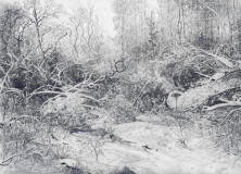 Winter in the forest