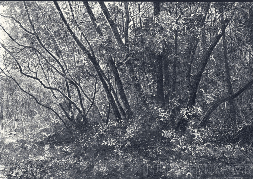 Spring in the forest
