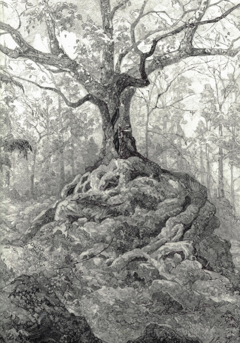 Oac in forest