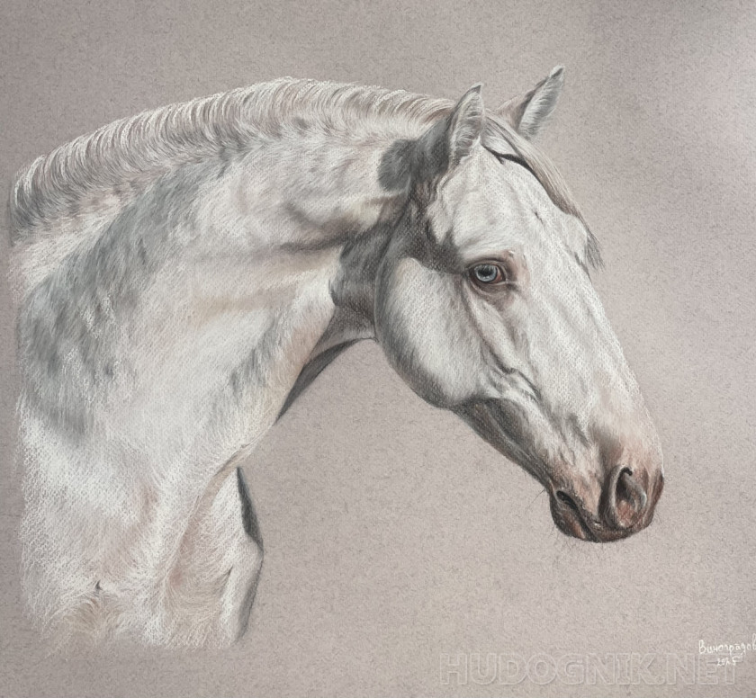 retrato de un caballo