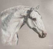 portrait of a horse