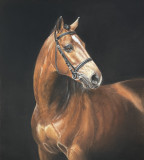 Portrait of a horse