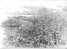 Maple (sketch from life)