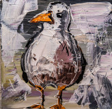 seagull chick