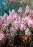 August. Fireweed