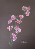 Pink flowers