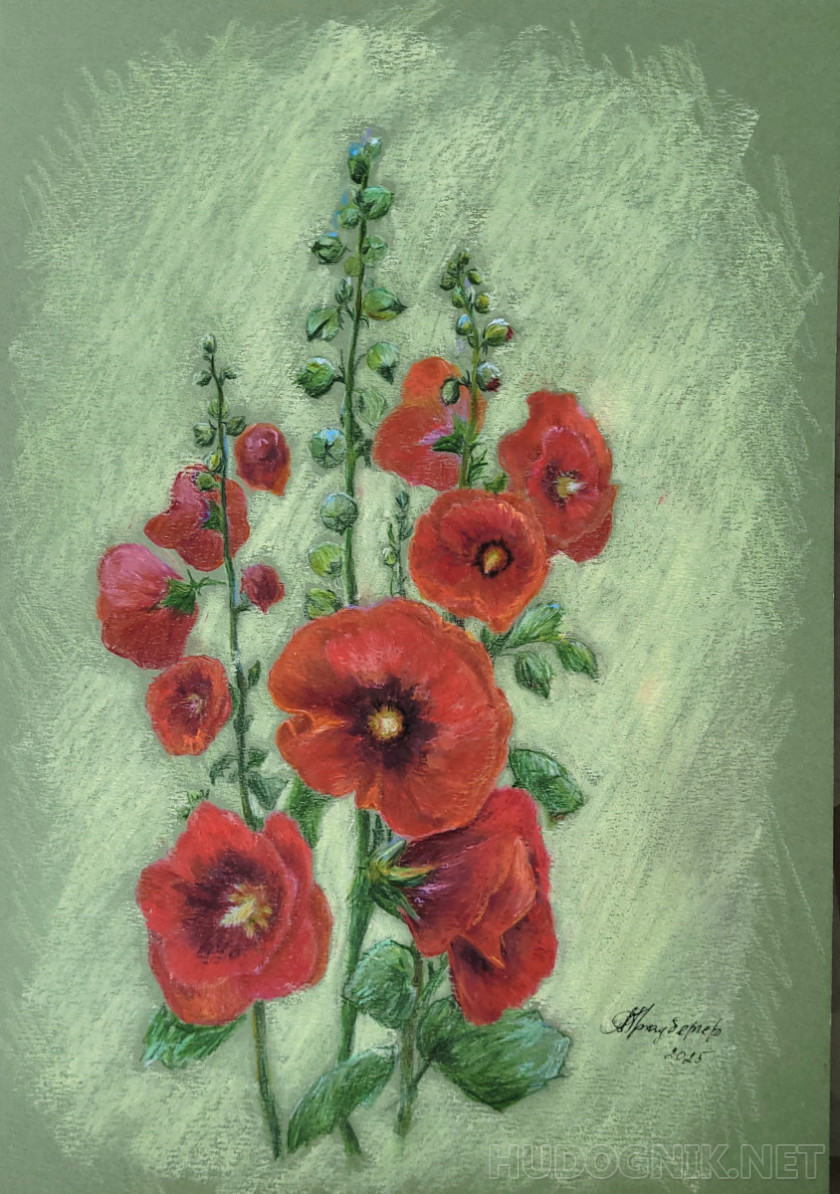 Malva