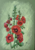 Malva