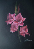 gladioli