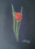 Tulip