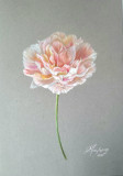 Pink silk