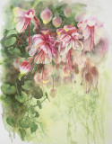 Fucsia